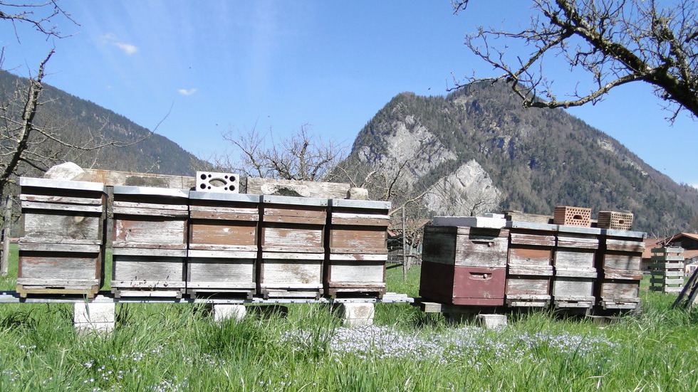 Bienenkästen